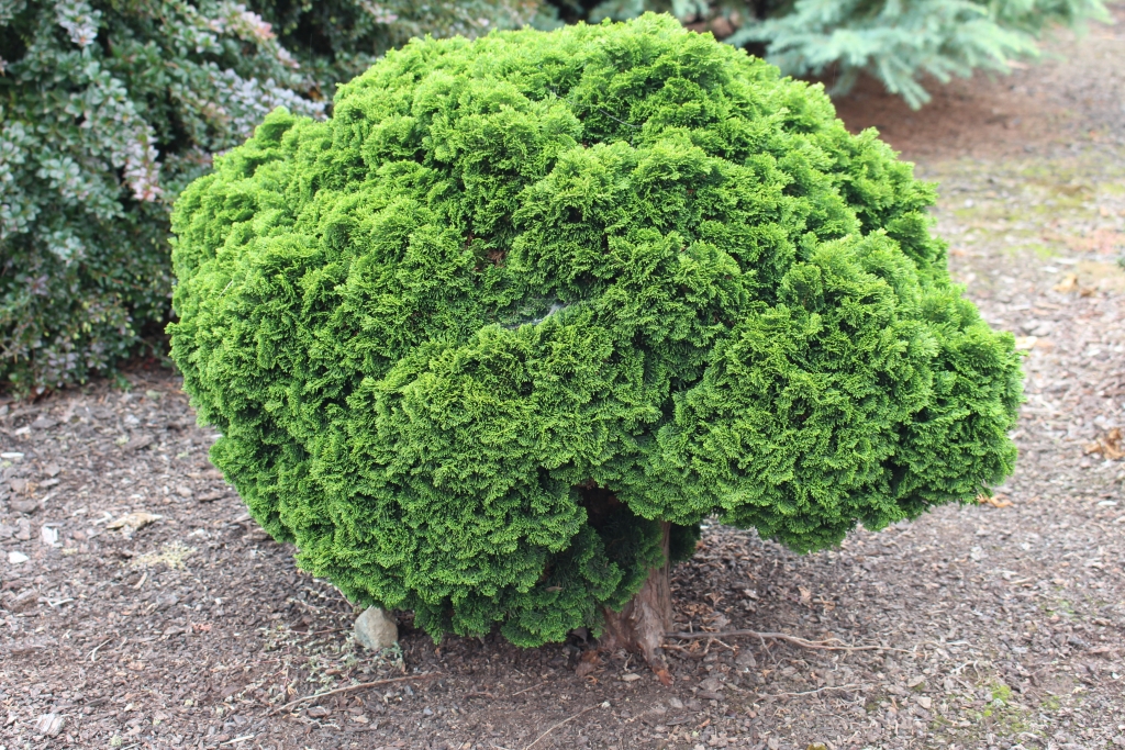 Chamaecyparis obtusa 