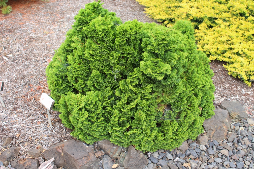 Chamaecyparis obtusa 