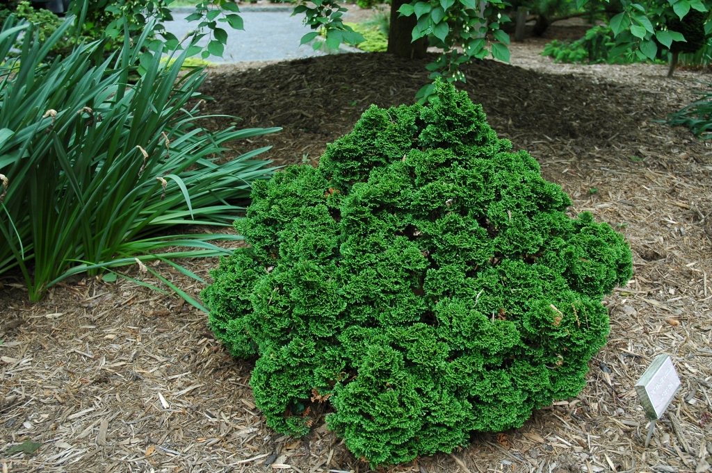 Chamaecyparis obtusa 