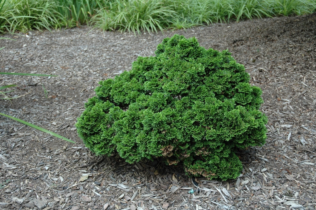 Chamaecyparis obtusa 
