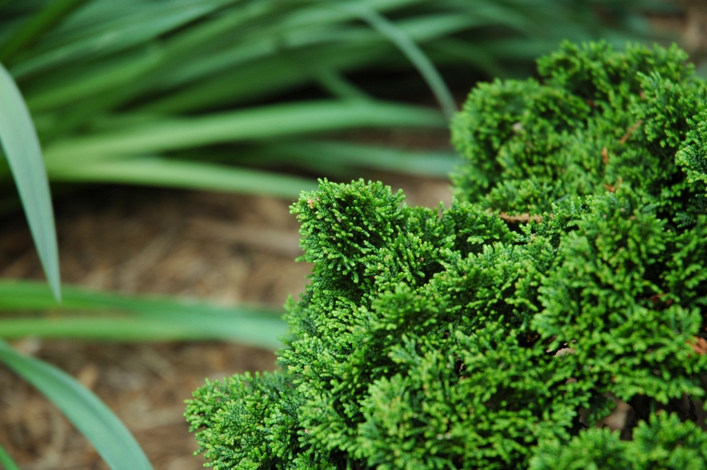 Chamaecyparis obtusa 