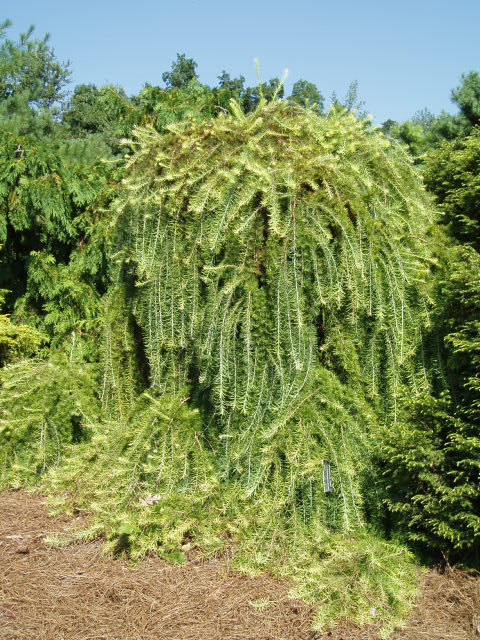 Larix decidua 