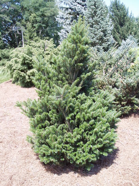 Abies fraseri 