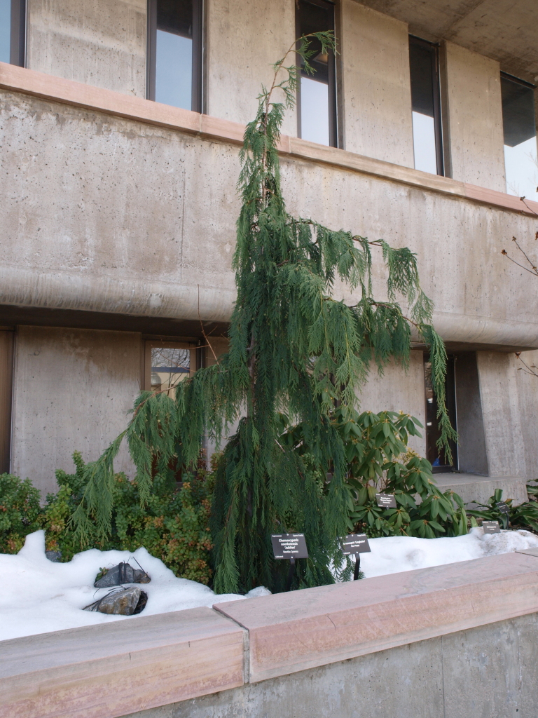 Cupressus nootkatensis 