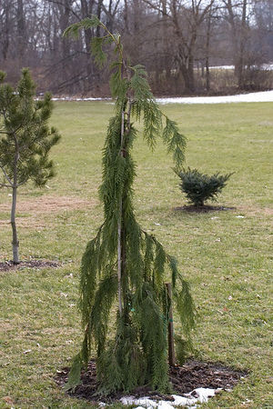 Cupressus nootkatensis 