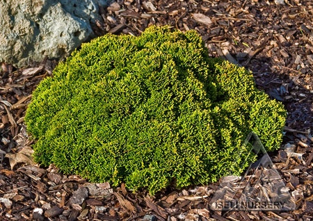 Chamaecyparis obtusa 