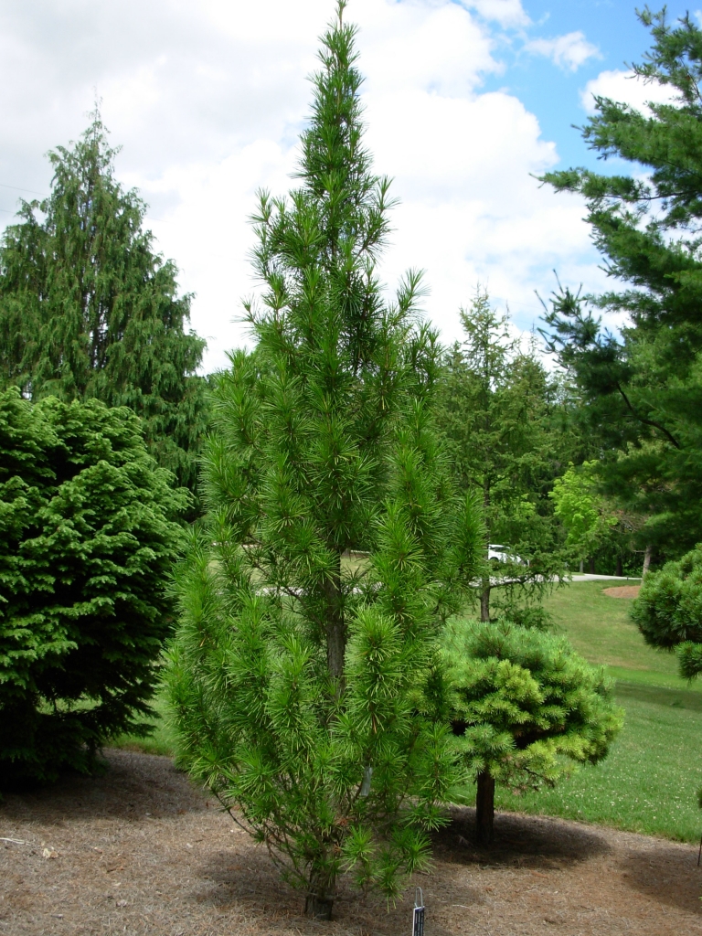 Sciadopitys verticillata 