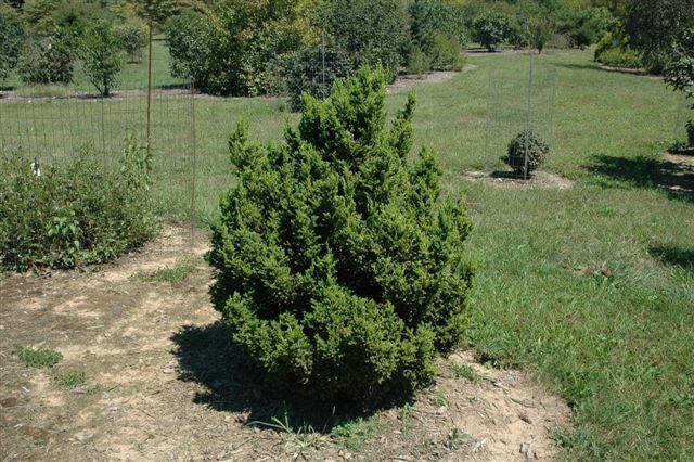 Cryptomeria japonica 