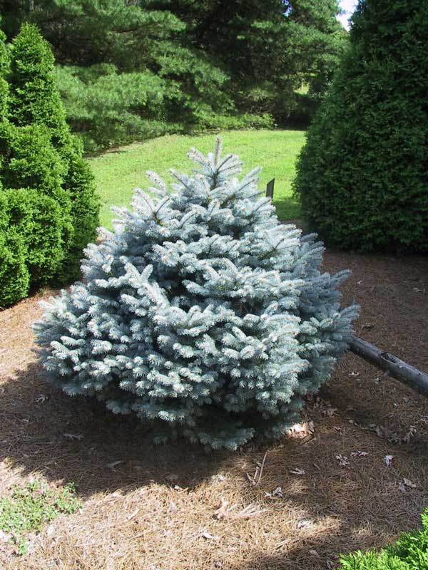 Picea pungens 