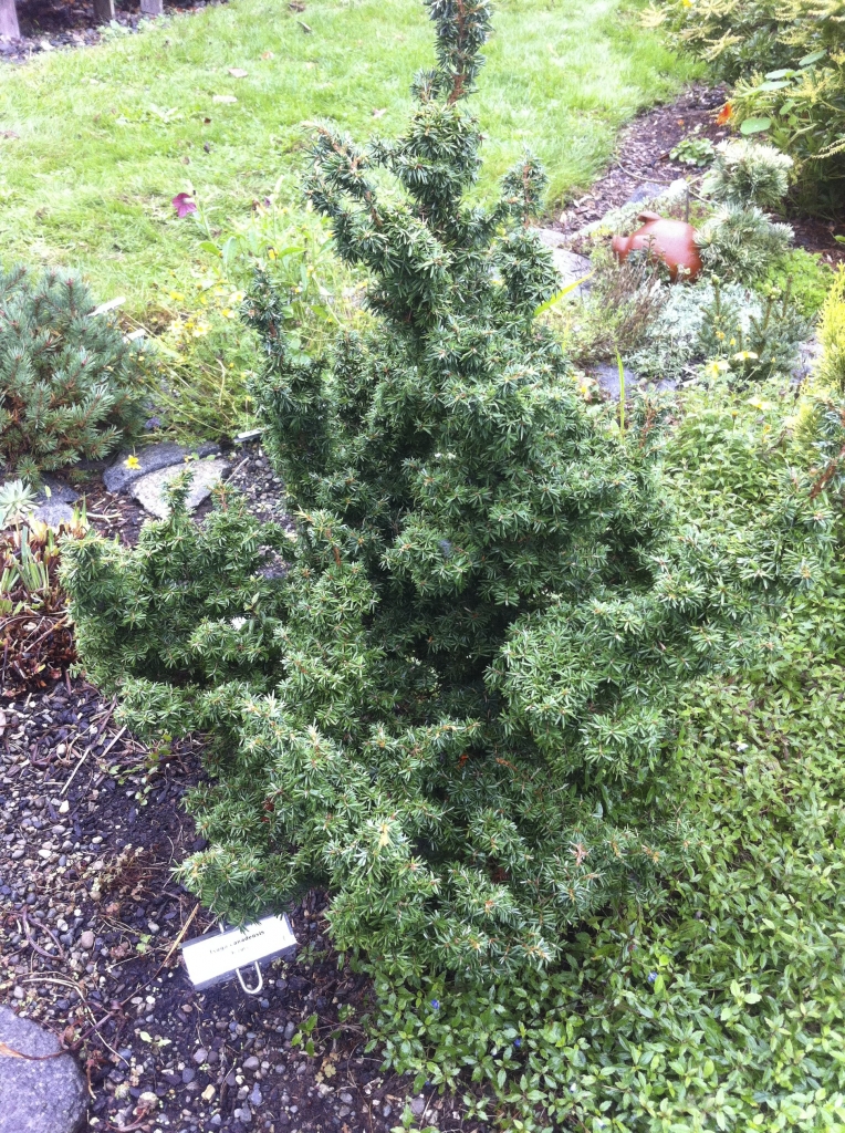 Tsuga canadensis 