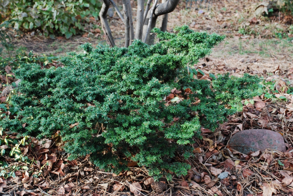 Tsuga canadensis 