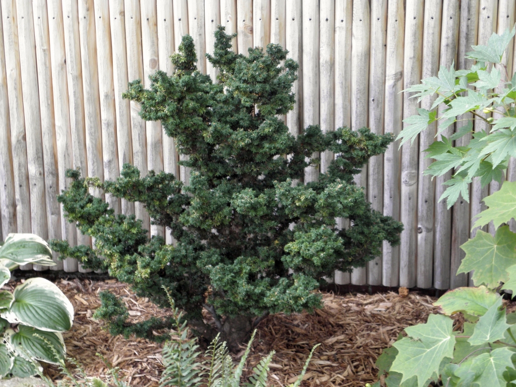Tsuga canadensis 