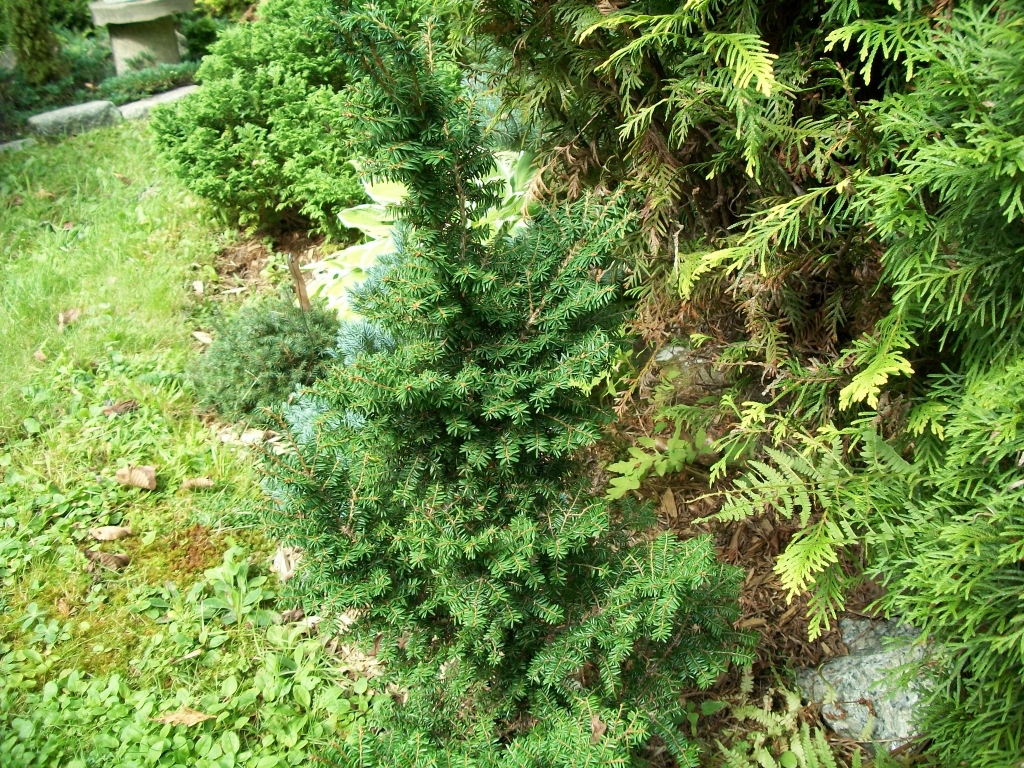 Tsuga canadensis 