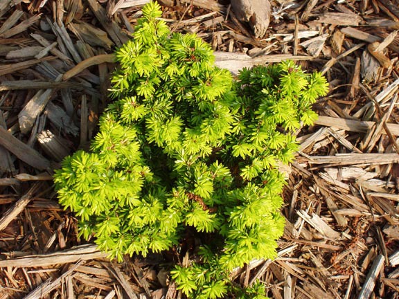 Tsuga canadensis 