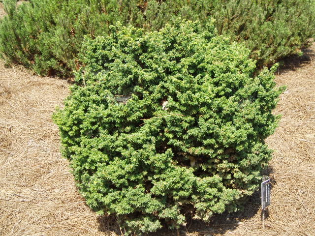 Tsuga canadensis 
