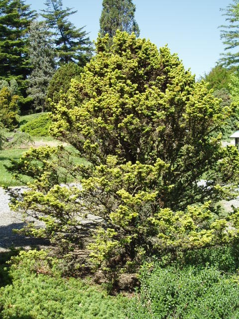 Tsuga canadensis 