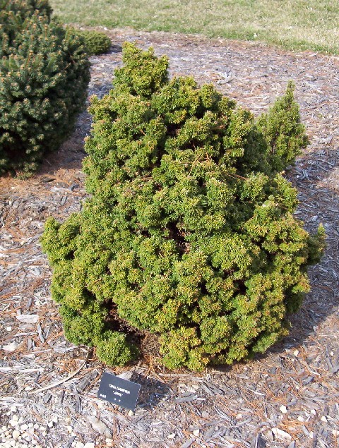Tsuga canadensis 