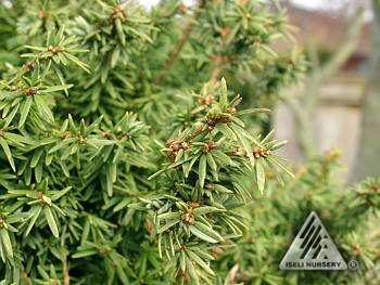 Tsuga canadensis 