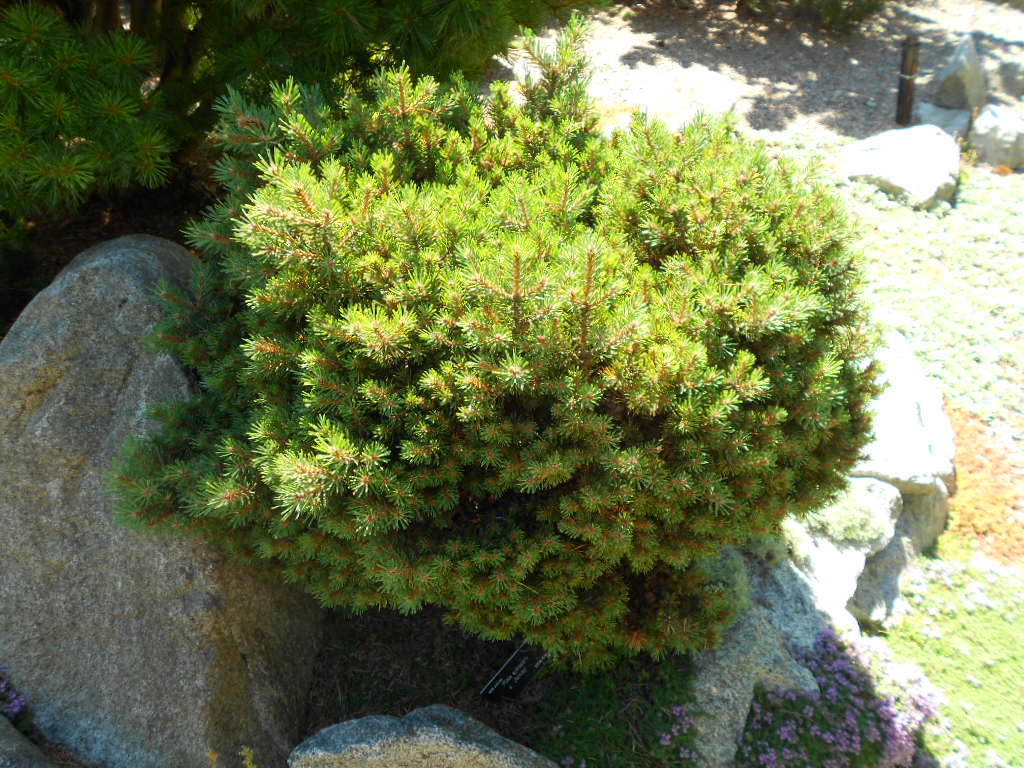 Pinus sylvestris 