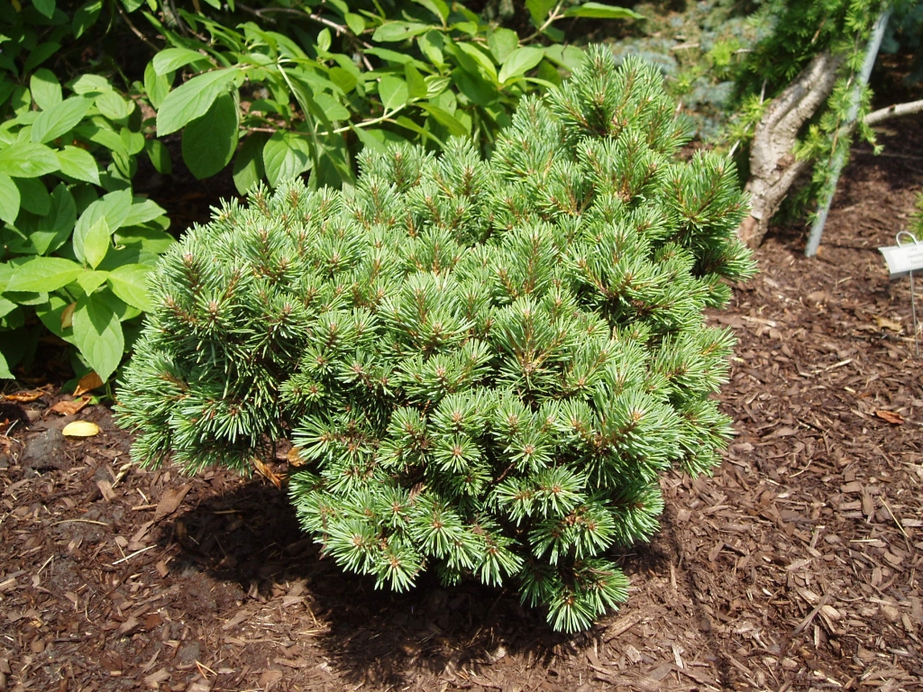 Pinus sylvestris 