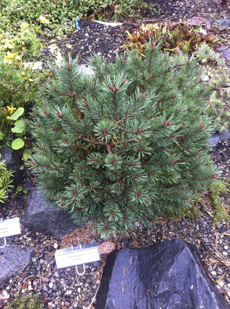 Pinus sylvestris 