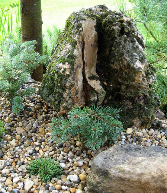 Pinus sylvestris 