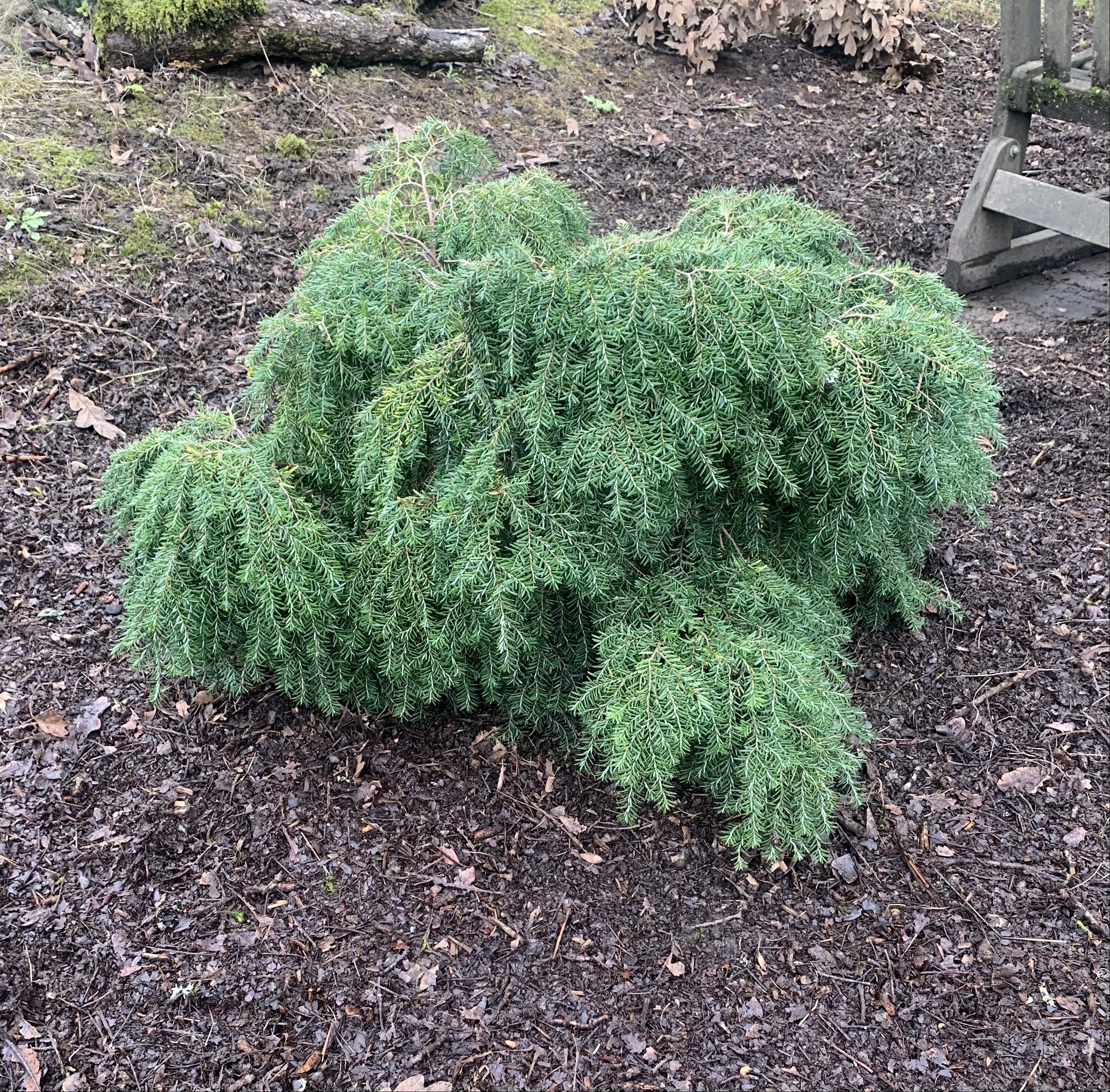 Tsuga canadensis 