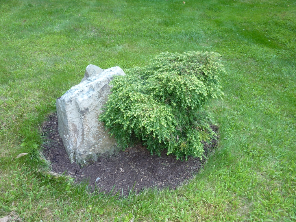 Tsuga canadensis 