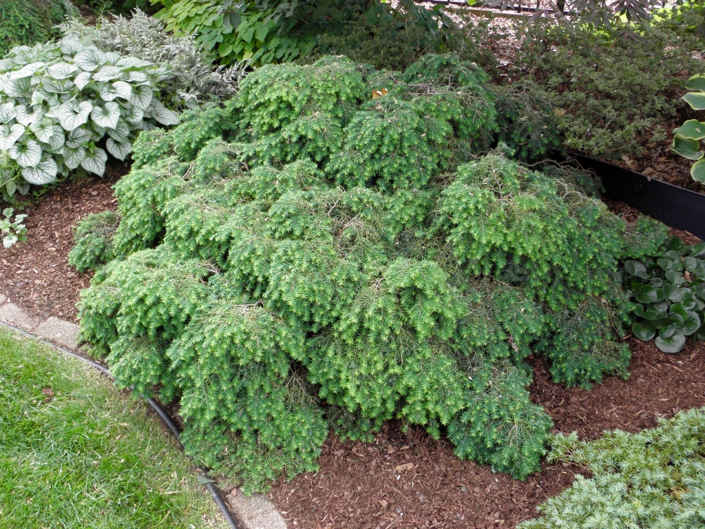 Tsuga canadensis 