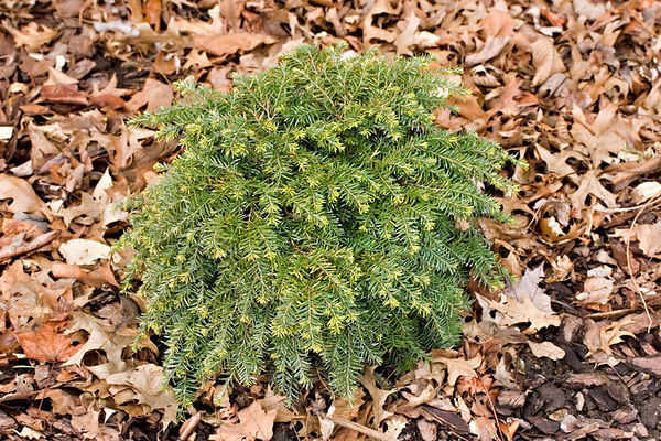 Tsuga canadensis 