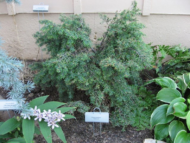 Tsuga canadensis 