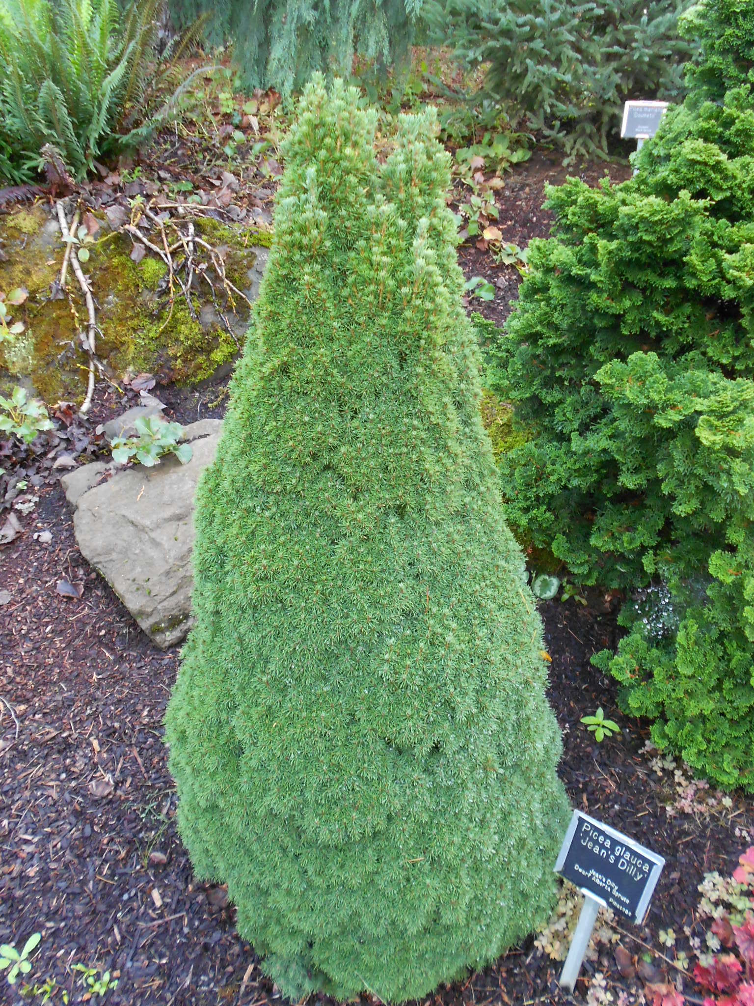 Picea glauca 