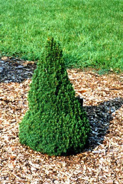 Picea glauca 