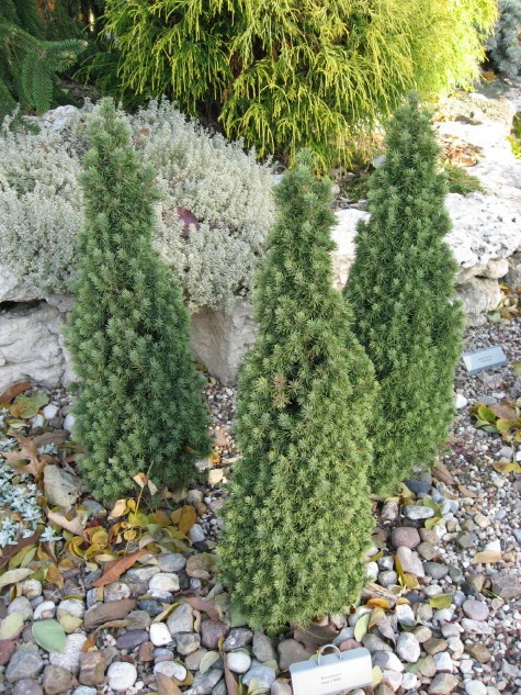 Picea glauca 