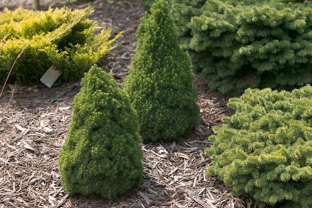 Picea glauca 