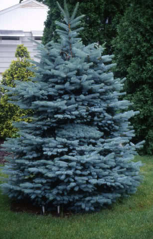 Picea pungens 
