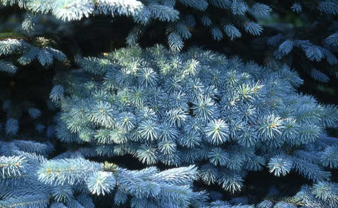 Picea pungens 