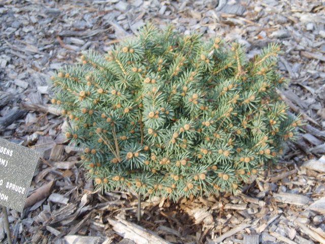 Picea pungens 