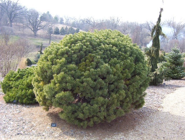 Pinus sylvestris 