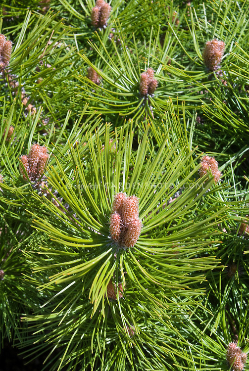 Pinus densiflora 