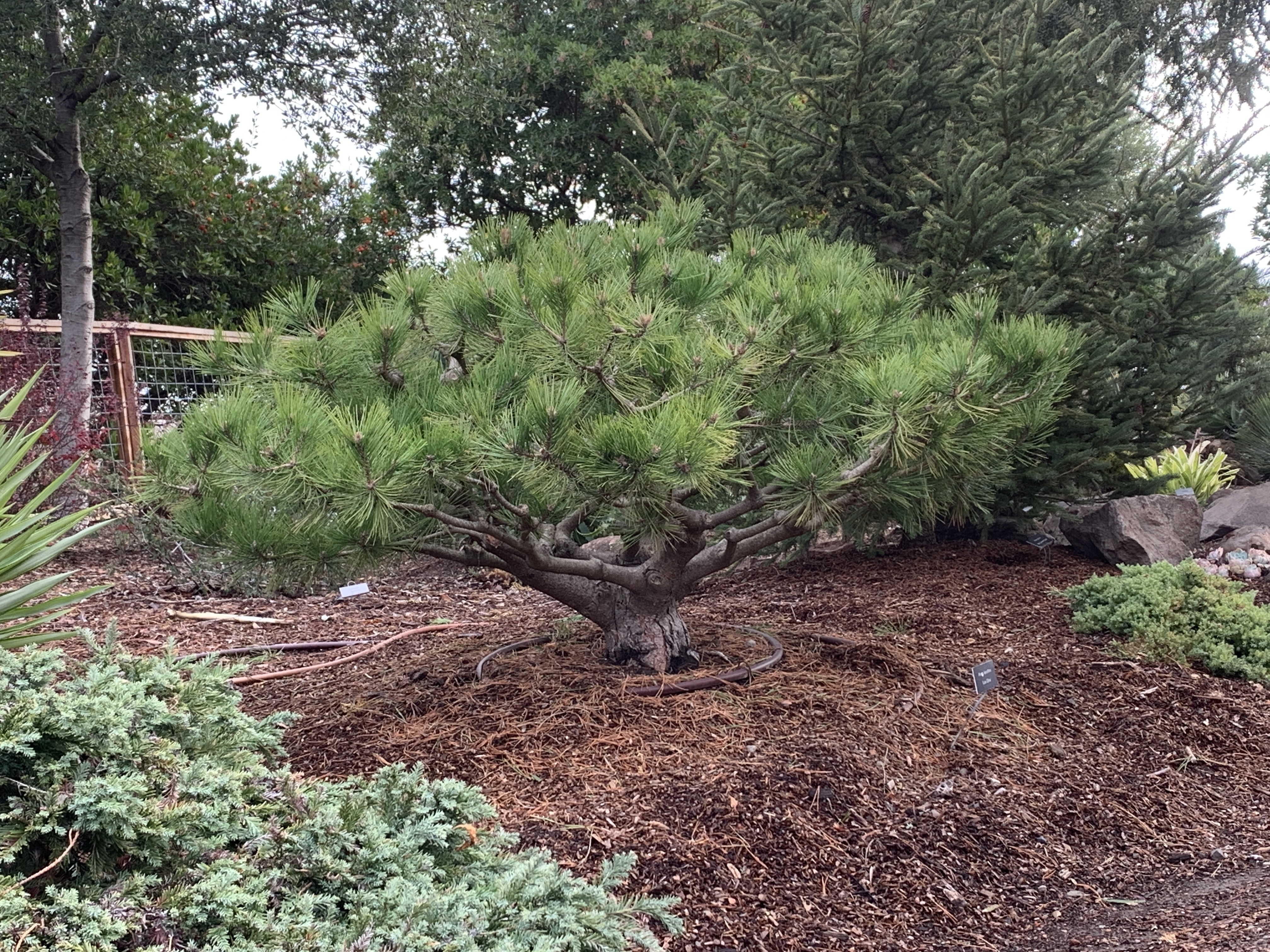 Pinus × densithunbergii 
