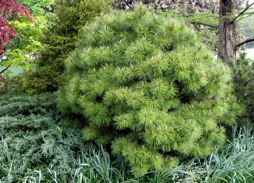 Pinus × densithunbergii 