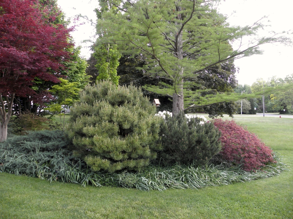 Pinus × densithunbergii 