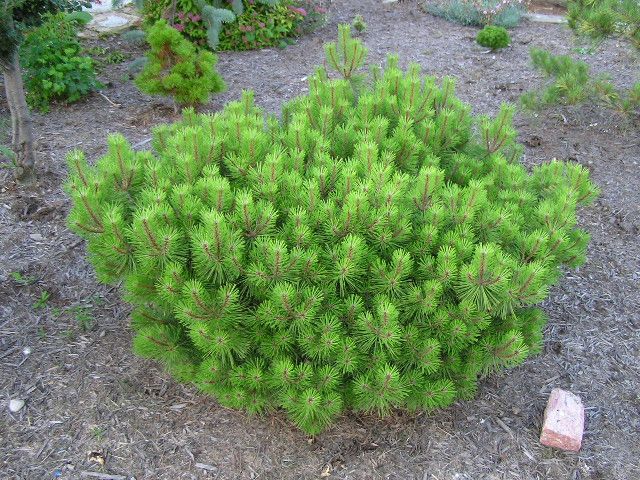 Pinus × densithunbergii 