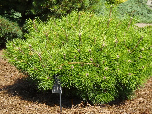 Pinus × densithunbergii 