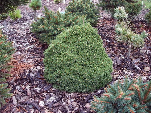 Picea abies 