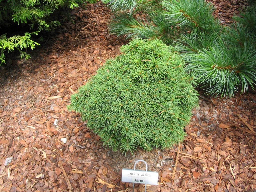 Picea abies 