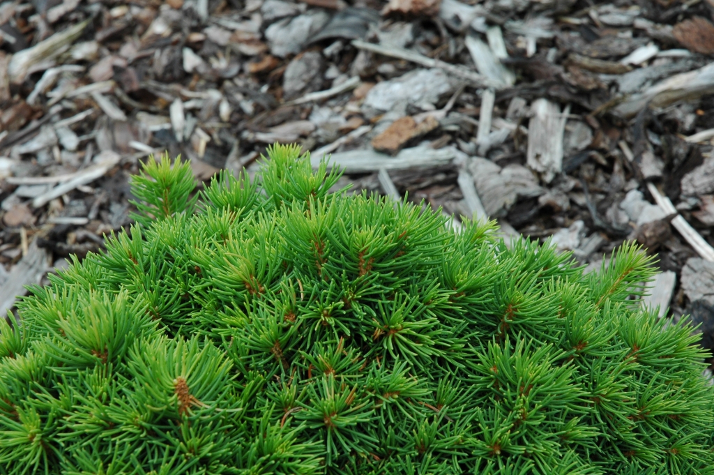 Picea abies 