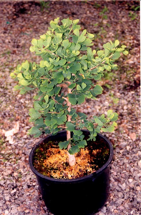 Ginkgo biloba 