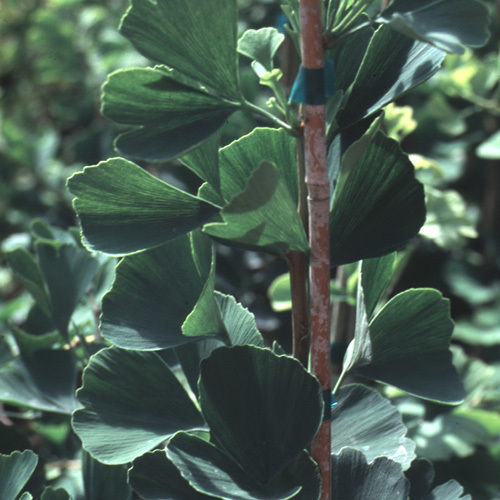 Ginkgo biloba 